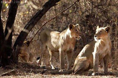 Asiatic Lion population affected as heavy rainfall lashes Gir sanctuary