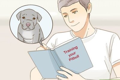 How to Take Care of a Pitbull Puppy