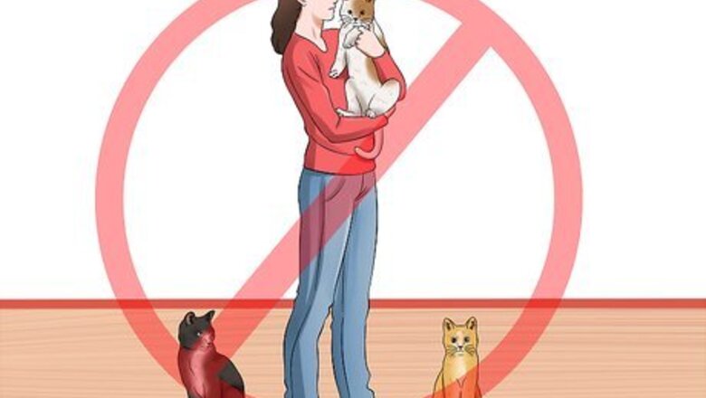 How to Have Cats Without Being a Cat Lady