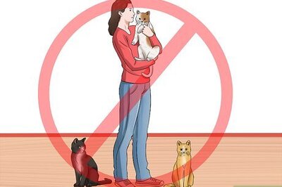 How to Have Cats Without Being a Cat Lady