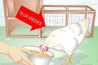 How to Feed Laying Hens