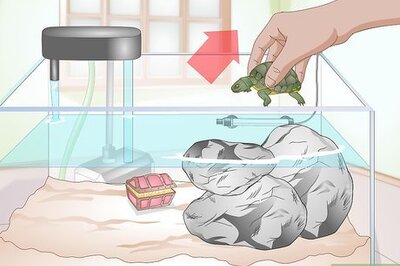 How to Clean a Turtle Tank