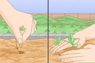 How to Grow Zucchini