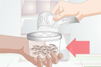 How to Feed a Chameleon