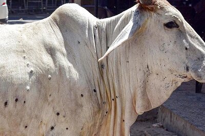 SC to Hear Plea Raising Issue of Lumpy Skin Disease in Cattle on Oct 31