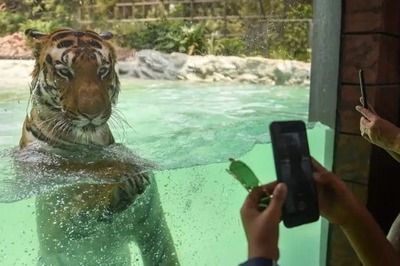 Byculla Zoo to Have Battery-Powered Vehicles for the Elderly and Kids From Next Month