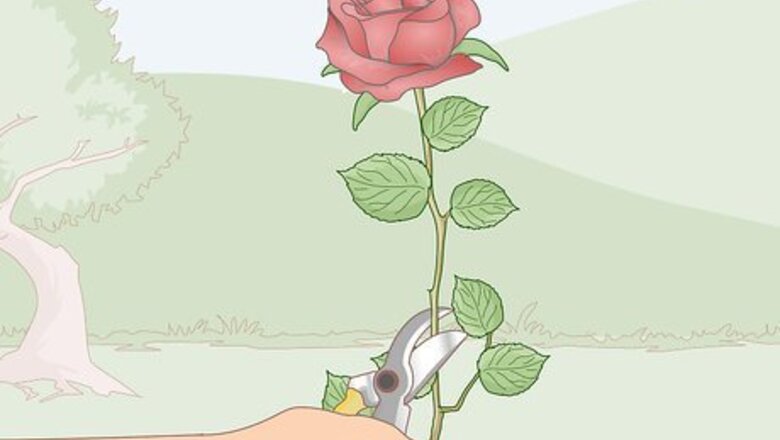 How to Force Bloom Flowers