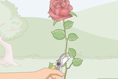 How to Force Bloom Flowers