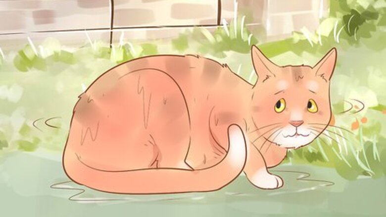How to Diagnose and Treat Hypothermia in Cats