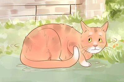 How to Diagnose and Treat Hypothermia in Cats