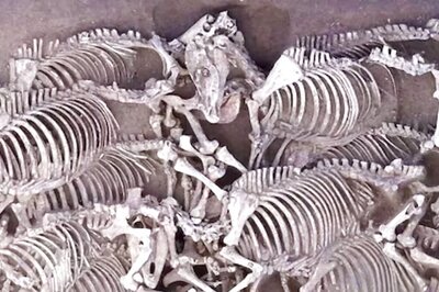 French Archaeologists Uncover Remains Of 28 Horses Buried 2,000 Years Ago