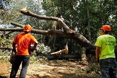 Land Mafia Cut Thousands Of Sal Trees In Dehradun, HC Seeks Reply From DM, DFO