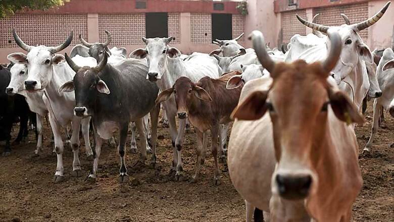 Chhattisgarh Govt Forms Panel to Review Arrangements at Cow Shelters
