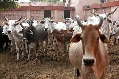 Chhattisgarh Govt Forms Panel to Review Arrangements at Cow Shelters