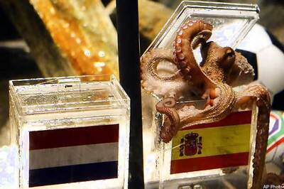 Octopus Paul predicts Spain to win WC