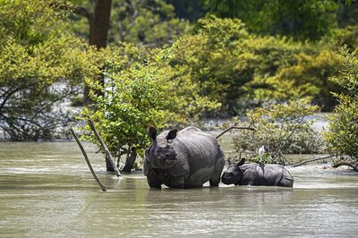 India In Right Direction For Better Future Of Rhinoceros: Union Environment Minister