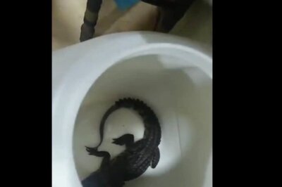 Two-foot-long Baby Crocodile Visits Civic-run Swimming Pool in Mumbai; Rescued