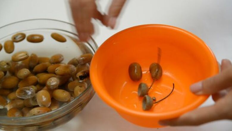How to Roast Acorns