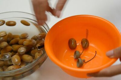 How to Roast Acorns