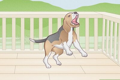 How to Stop a Dog's Unwanted Behavior