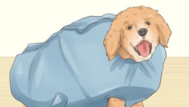 How to Blow Dry a Dog