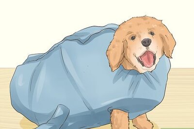 How to Blow Dry a Dog