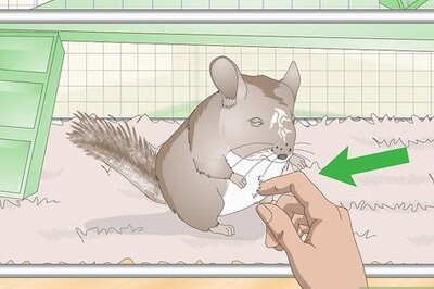 How to Deal with Bloat in Chinchillas
