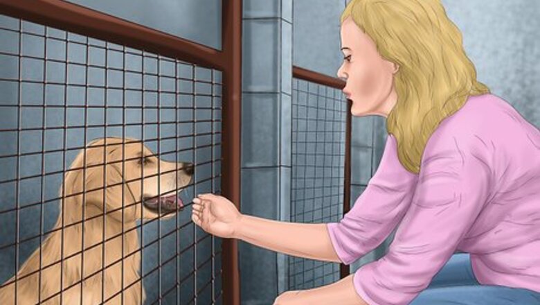 How to Pick a Healthy Adult Dog