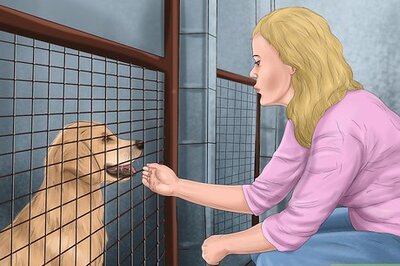 How to Pick a Healthy Adult Dog