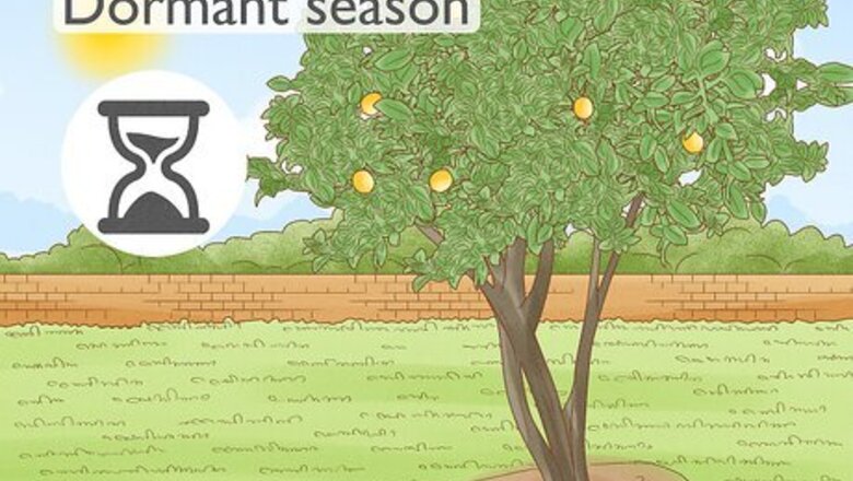 How to Graft a Fruit Tree