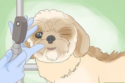 How to Get Rid of a Growth on a Dog's Eyelid