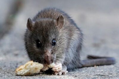 Kerala Rat Fever Outbreak: Causes, Symptoms, Treatment and Prevention