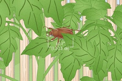 How to Get Rid of June Bugs