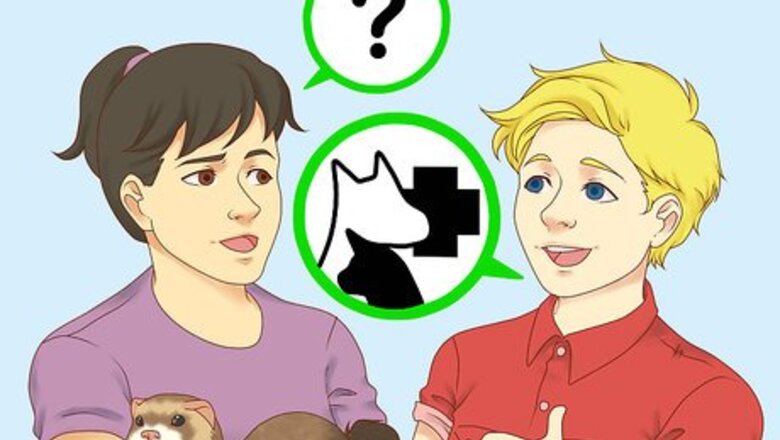 How to Choose a Vet for Your Ferret