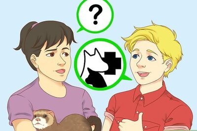 How to Choose a Vet for Your Ferret
