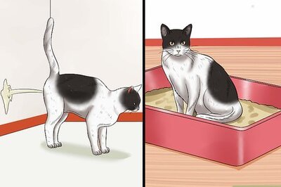 How to Stop a Male Cat from Spraying