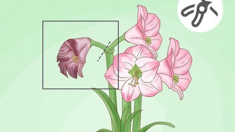 How to Get Amaryllis to Rebloom