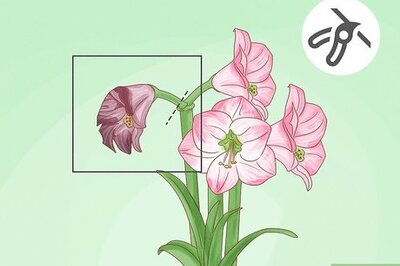 How to Get Amaryllis to Rebloom