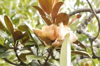 At Ooty's Kasi Viswanatha Swami Temple, Rare Tree Lotus A Big Attraction