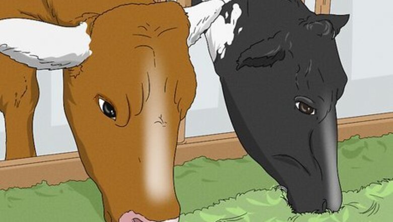 How to Increase Dairy Milk Production