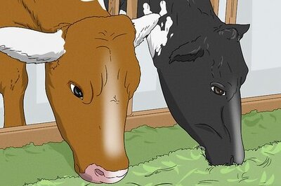 How to Increase Dairy Milk Production