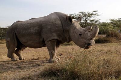 Scientists Create Embryos, Hope to Save Near-Extinct Rhino