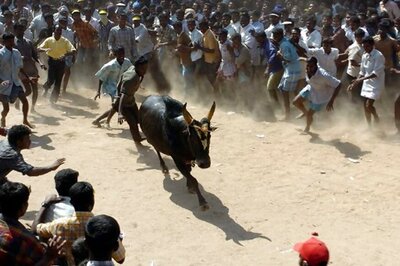 Jallikattu Live: Several Detained in Madurai for Defying SC Ban