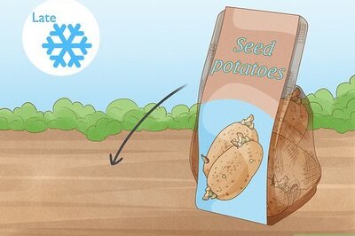 How to Grow Potatoes Using Seed Potatoes or True Potato Seeds