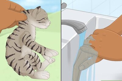 How to Care for Orphaned Kittens Less Than Three Weeks of Age