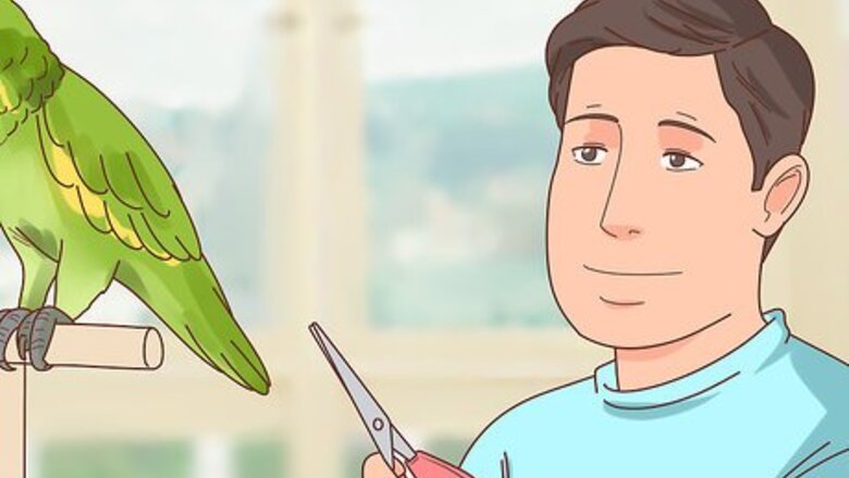 How to Clip a Parrot's Wings