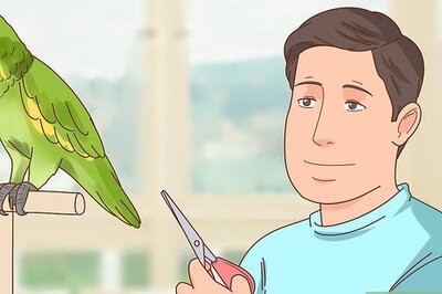 How to Clip a Parrot's Wings