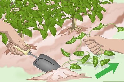 How to Get Rid of Bindweed