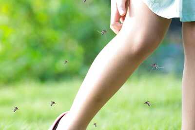 World Mosquito Day 2021: Why do Mosquitoes Bite Some More Than Others?