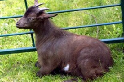 Goats swallow $12,500 in China